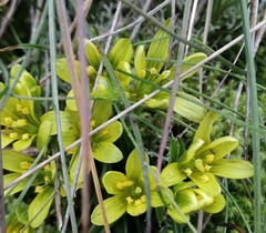 Gagea bohemica