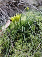 Gagea bohemica