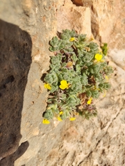Ajuga chamaepitys