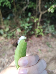 Dalceridae