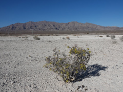 Eriogonum corymbosum nilesii