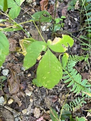 Ptelea trifoliata