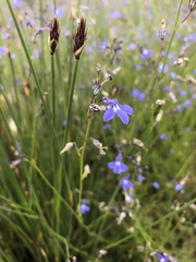 Lobelia setacea