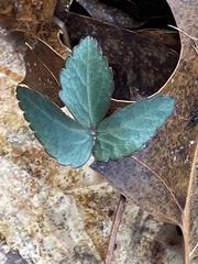 Anemonoides lancifolia