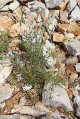 Gutierrezia microcephala