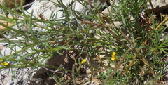Gutierrezia microcephala