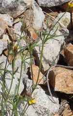 Gutierrezia microcephala