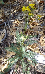 Packera millelobata