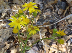 Packera millelobata