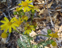 Packera millelobata