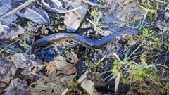 Ambystoma jeffersonianum