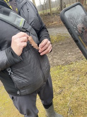 Quercus muehlenbergii