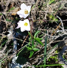 Cardamine californica