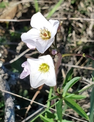 Cardamine californica