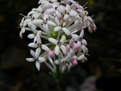 Asperula pubescens