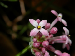 Asperula pubescens
