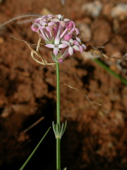 Asperula pubescens