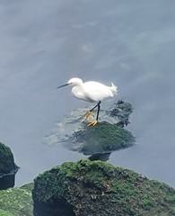 Egretta thula