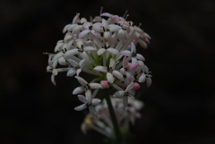 Asperula pubescens