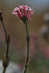 Asperula pubescens