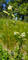 Silene oregana