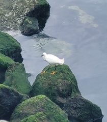 Egretta thula