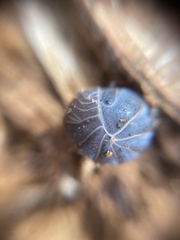 Armadillo officinalis