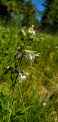 Silene oregana