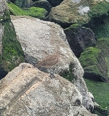 Numenius phaeopus hudsonicus