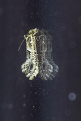 Moerarchis inconcisella