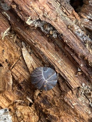 Armadillo officinalis