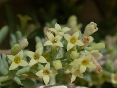 Asperula crassula