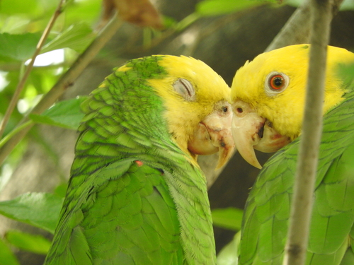 Yellow-headed Amazon, photo 2 of 8