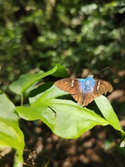 Astraptes fulgerator