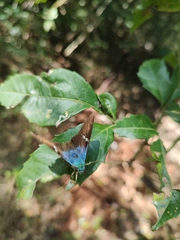 Astraptes fulgerator