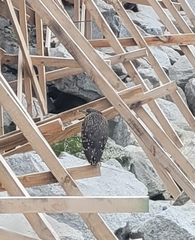 Nycticorax nycticorax obscurus