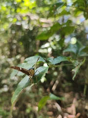 Astraptes fulgerator