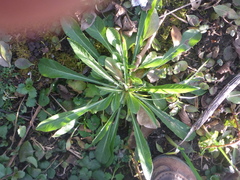 Campanula persicifolia