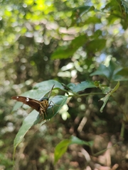 Astraptes fulgerator