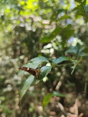 Astraptes fulgerator