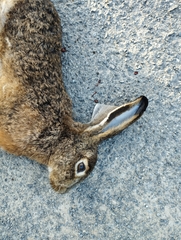 Lepus granatensis