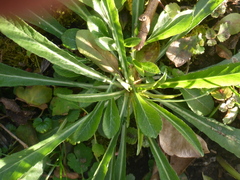 Campanula persicifolia