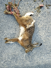 Lepus granatensis