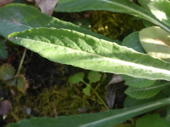 Campanula persicifolia