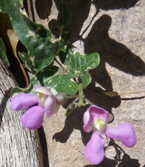 Phaseolus filiformis