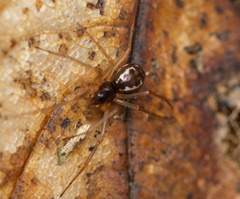 Linyphia hortensis