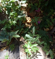 Phaseolus filiformis