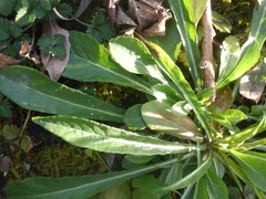 Campanula persicifolia