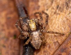 Philodromus aureolus
