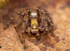 Philodromus aureolus